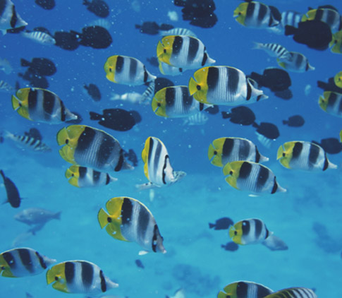 Fish background