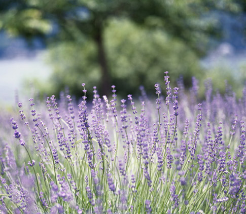 Lavender background